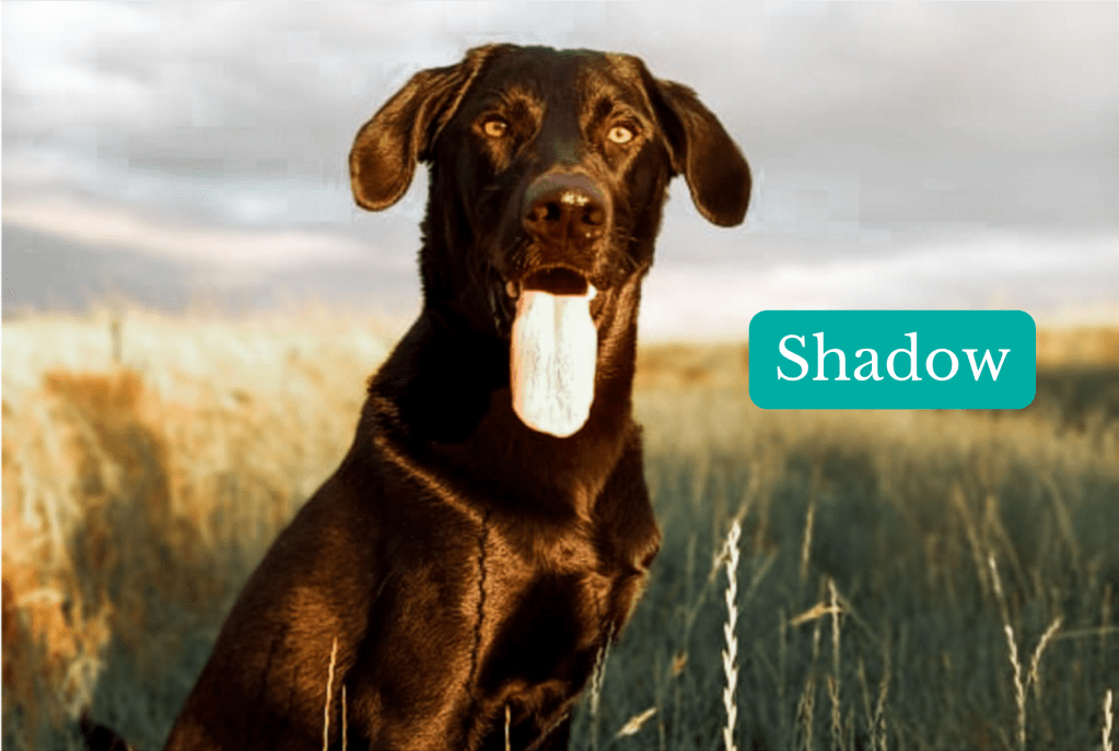 Photo Equipe Rox & Cie Shadow