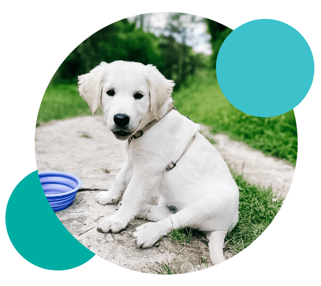 Photo chiot éducation canine par Rox & Cie à Troyes