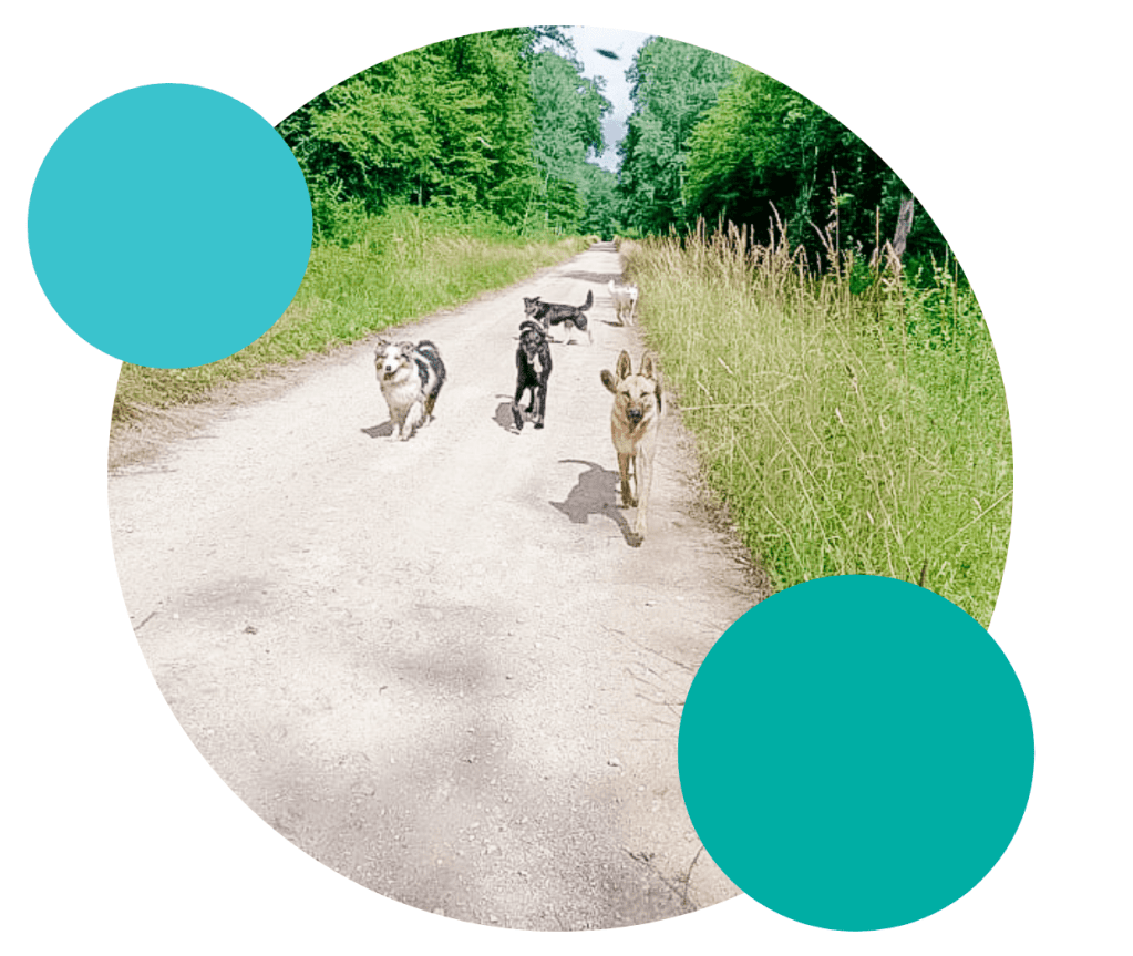 Photo Rox et Cie éducation canine à Troyes et dans l'Aube